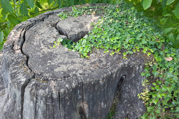 baum wurzel4.jpg