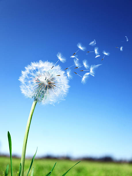 pusteblume 460.jpg
